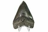 Serrated, Fossil Megalodon Tooth #149379-2